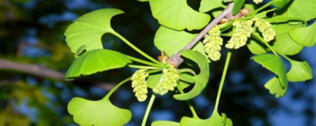 银杏树的功效(银杏树的功效和药用价值两段话)