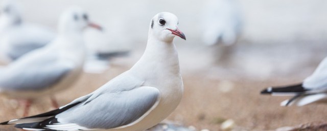 鸽子汤怎样炖好吃(请问鸽子汤怎么炖好吃)