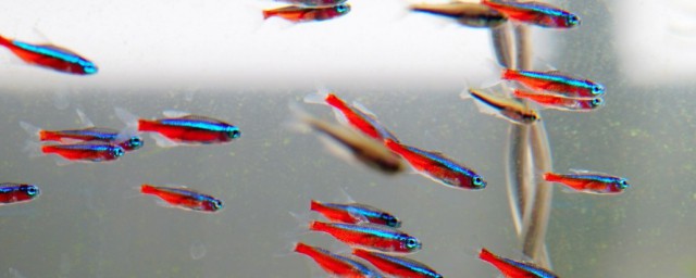 观赏鱼定水介绍(水鱼是什么)