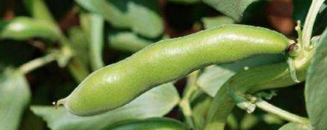 盘点茶豆的功效(茶豆的功效和禁忌)