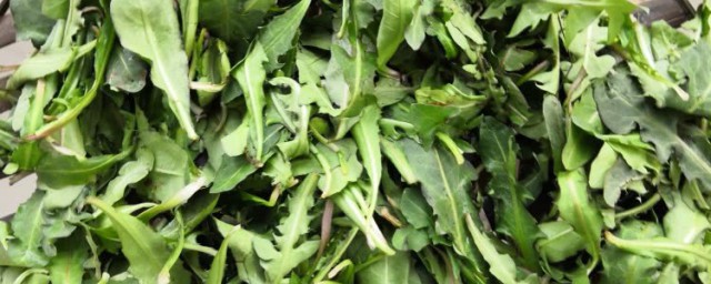 蒲公英怎么做好吃(新鲜蒲公英怎么做好吃)