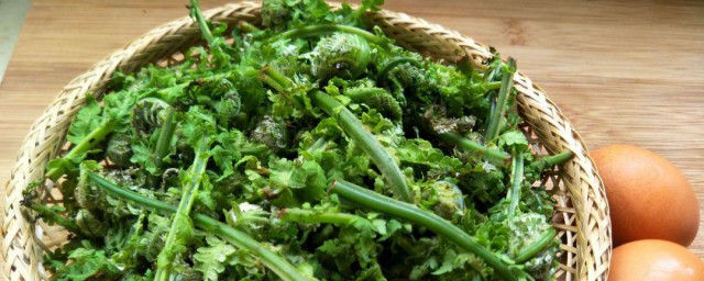 鸡娃菜是叫什么菜(娃娃菜到底是什么菜)