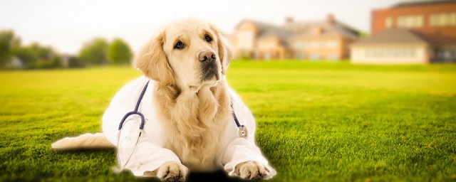 梦见狗怀孕含义(梦见狗是怀孕吗)