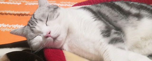 猫在那呼呼的意思(猫见到其他猫呼呼呼是什么意思)