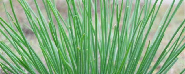 沙葱简介(沙葱为什么叫沙葱)