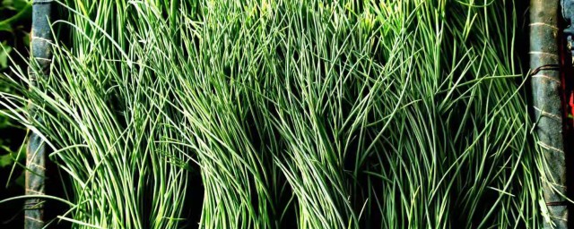 沙葱如何种植(沙葱在什么地方有种植的)