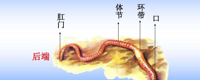 蚯蚓介绍(蚯蚓介绍图片)
