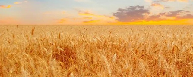 在农业局具体是做哪些工作的(农业局一般做什么)