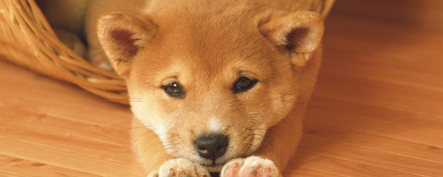 哪种狗狗适合新手饲养(哪些狗狗适合新手养)