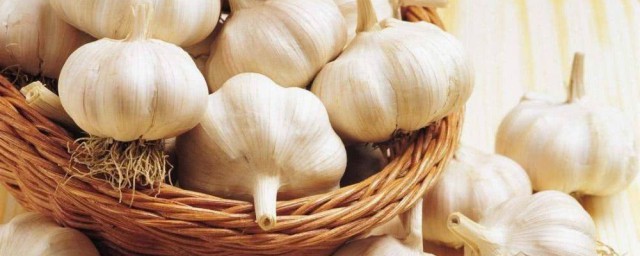 储存大蒜不生虫的方法介绍(大蒜怎样储藏不生芽)