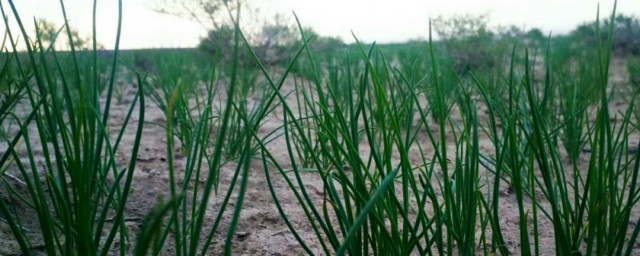 什么人不能吃沙葱(吃沙葱的禁忌)