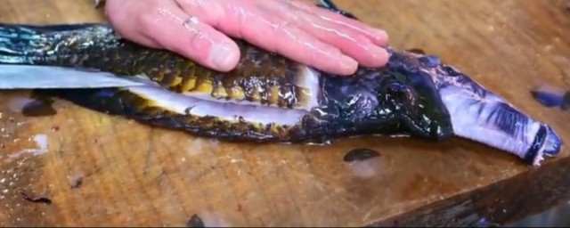 嘴巴很长的鱼是什么鱼(嘴巴长长的鱼是什么鱼)