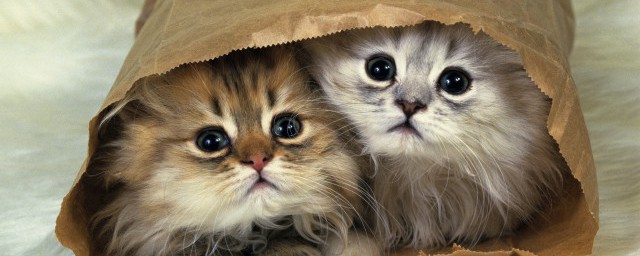 适合新手养的猫咪有哪些(什么适合新手养的猫)