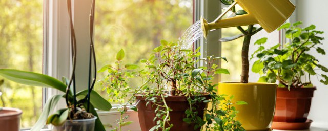 适合新手养的植物有哪些(新手养什么植物比较好养活)