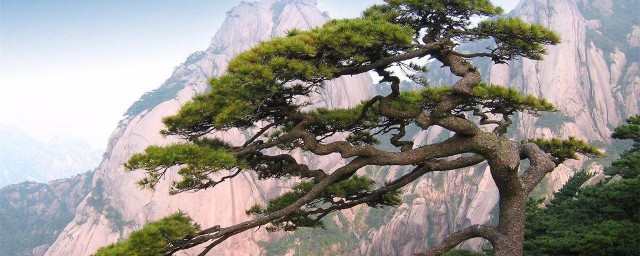 黄山介绍(黄山介绍PPT)