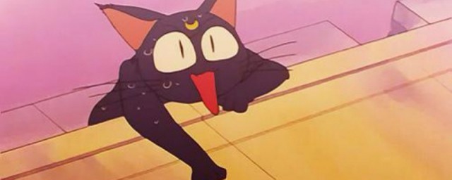 美少女战士中的猫咪名字(美少女战士里面的猫叫啥名字)