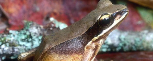 泥土色的青蛙叫什么名称(泥土颜色的蛙是什么蛙)
