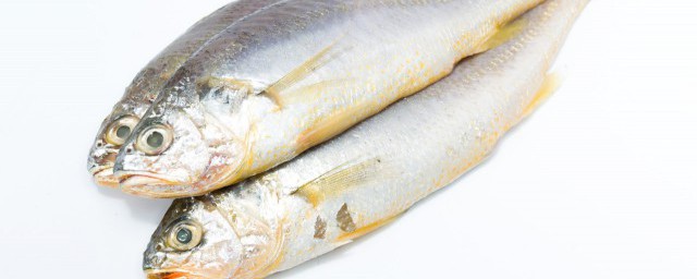 没有鱼鳞的黄鱼的介绍(黄鱼是无鳞鱼吗)