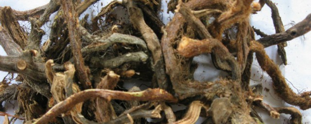 盘点申姜功效(申姜与生姜)