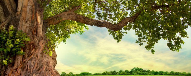 树木年轮密集是北向吗(北边树木年轮较密)