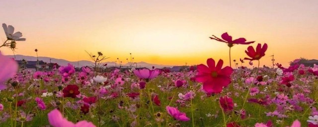 姹紫嫣红花团锦簇的意思是什么(姹紫嫣红繁花似锦什么意思)