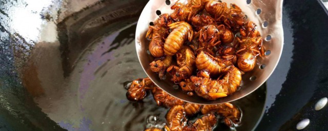 金蝉做法分享(金蝉怎么做好吃,蝉的吃法)