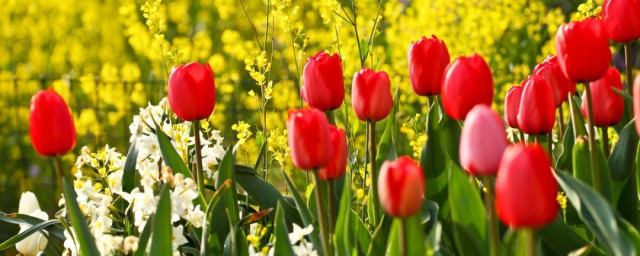 春天的好句子短句有哪些(春天有什么好句子)