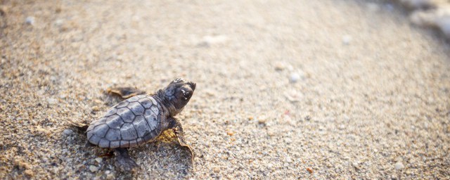 适合新手养的乌龟有哪些(什么样的乌龟适合新手养)