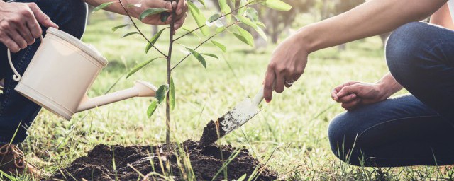 桃树的嫁接时间和方法分别是什么(桃树嫁接树的最佳时间是什么时间)