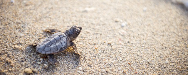 适合新手养的宠物有哪些(适合新手养的宠物狗有哪些)