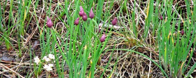 野葱的功效与作用是什么(野葱的功效与副作用)