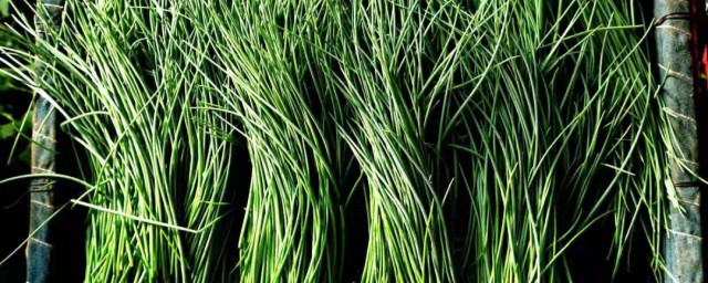 沙葱种植的方法(沙葱栽培技术要点)