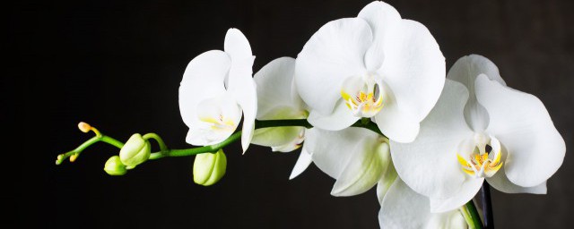 比较好养活的兰花有什么(什么兰花好养易活)