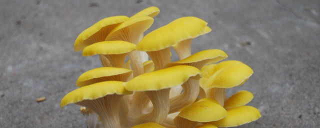 黄色的蘑菇名字(黄褐色蘑菇叫什么名字)