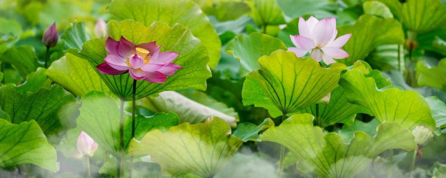 灼灼荷花瑞亭亭出水中原文及翻译介绍(灼灼荷花瑞全诗解释)