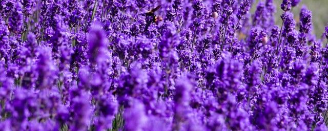 紫色唯美句子短句有哪些(关于紫色的句子 简单)