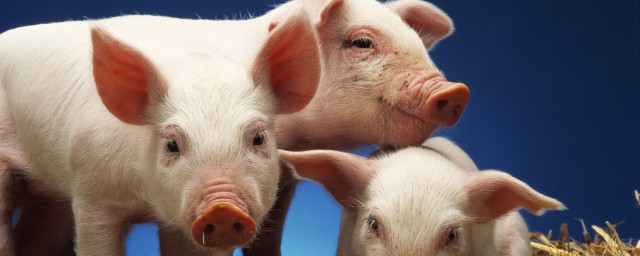 生猪外三元和内三元的解释(生猪内三元外三元区别)