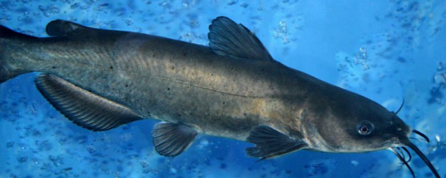 钱鱼钳鱼在广东叫法(钳鱼是鮰鱼)