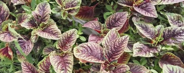 金不换解释(金不换为什么叫金不换)