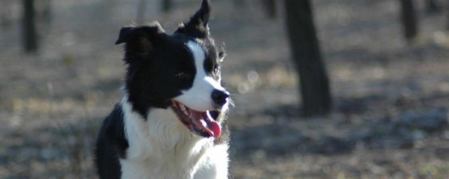 边牧训练方法及口令是什么(边牧可以训练哪些动作)