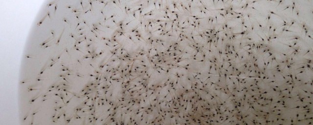 虾苗消毒方法(龙虾苗用什么消毒)