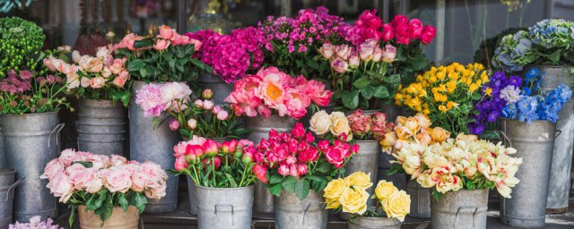 月季插扦方法及时间介绍(月季扦插时间和方法)