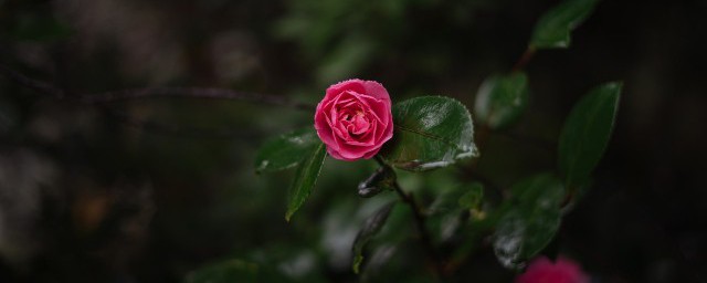 赞扬夏天的句子范例(赞美夏天的语段)