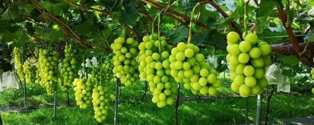 阳光玫瑰葡萄介绍(阳光玫瑰葡萄介绍词)