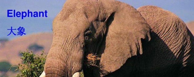 大象的英文写法(大象的英文怎么怎么写)
