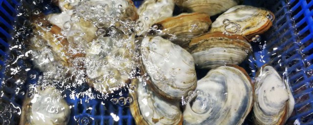 长得像鲍鱼的贝类到底是什么呢(鲍鱼是贝类嘛)