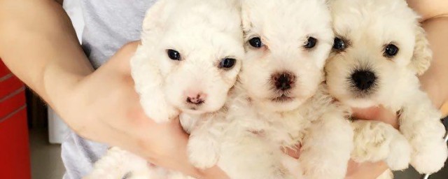 如何养比熊犬(宠物狗比熊怎样养)