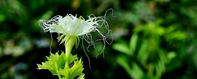 药引意思(什么叫药引)