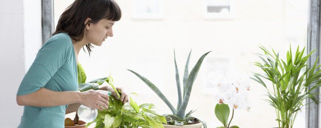 家里怎么养盆栽竹子(家庭盆栽竹子怎样种植)