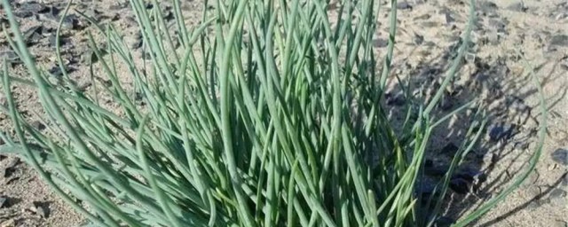 沙葱的营养价值是什么(沙葱的营养成分)